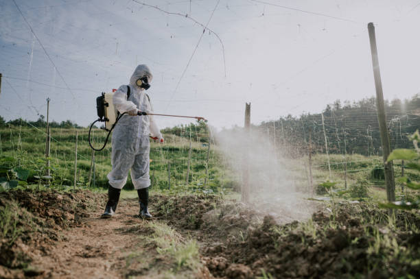 Best Termite Control Services  in Pocahontas, AR