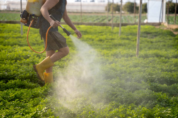 Best Exterminator Services  in Pocahontas, AR