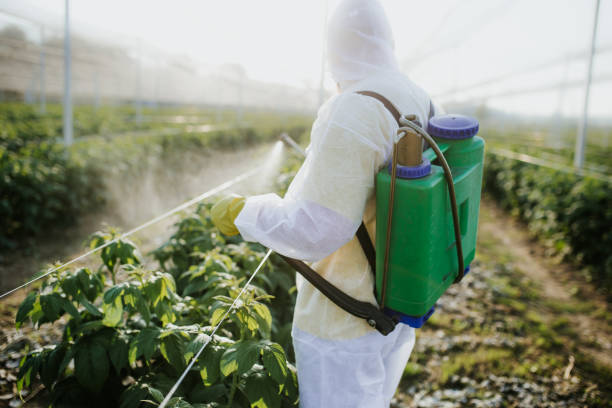 Best Pest Removal Services  in Pocahontas, AR